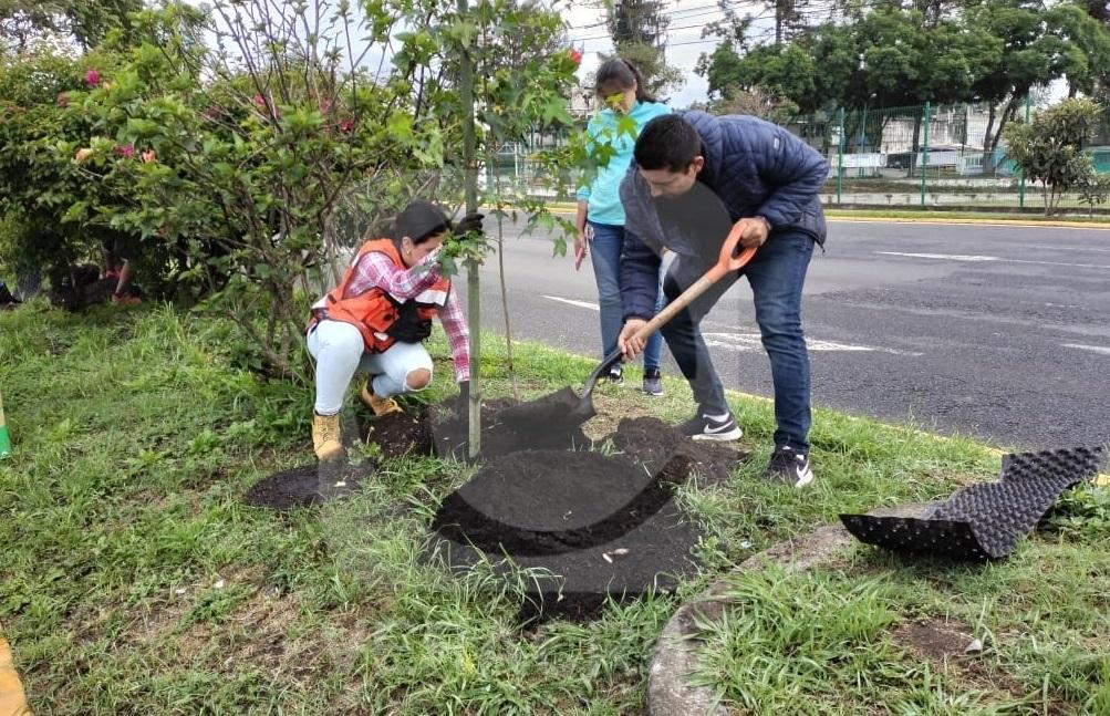 They deny that reforestation in Xalapa is due to logging in Lázaro Cárdenas
